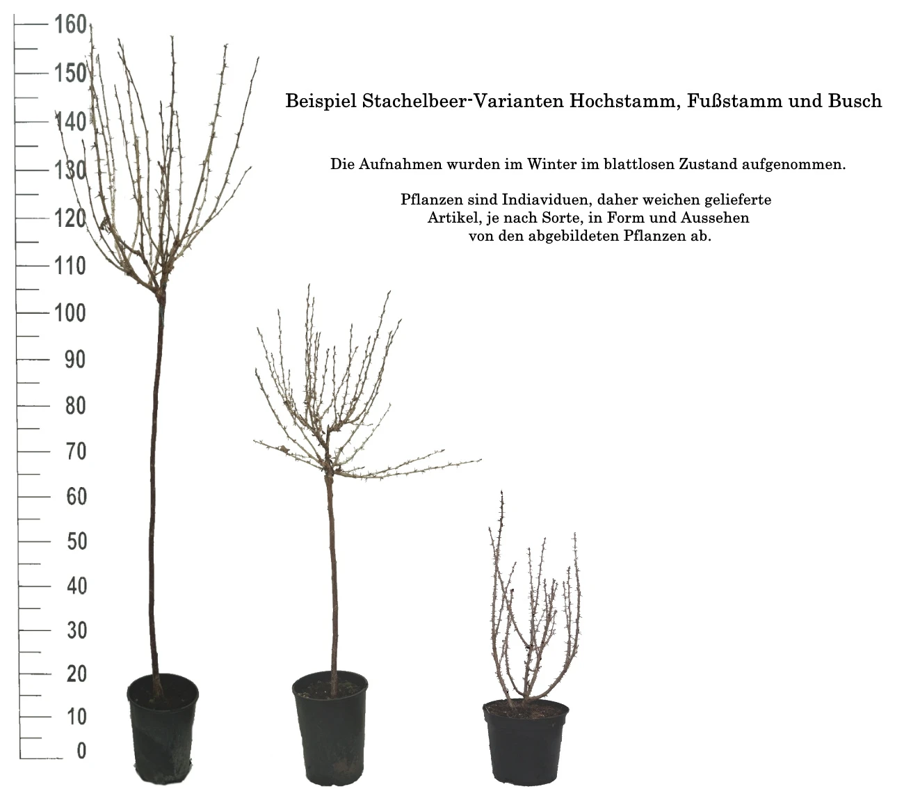 Tatjana, Grün, Fast Stachellos Ribes Uva-crispa `Tatjana´ – Bild 4
