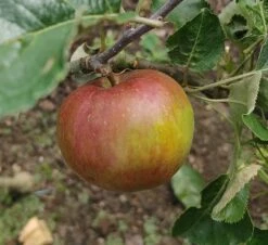 Antonowka Malus Domestica `Antonowka´