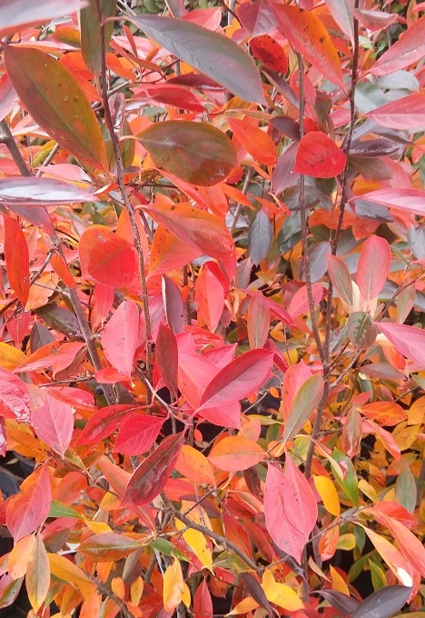 Aronia- Apfelbeere Nero Aronia Prunifolia `Nero´ â Bild 2