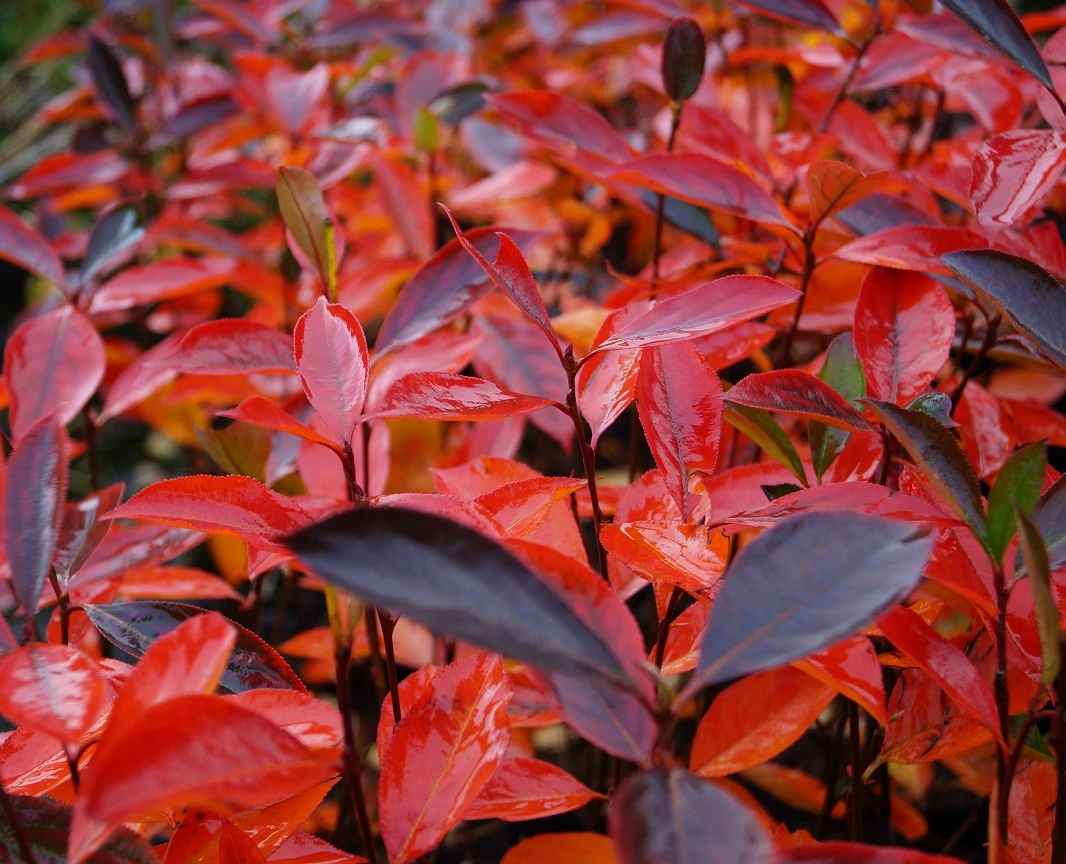 Aronia- Apfelbeere Hugin Aronia Melanocarpa `Hugin´ – Bild 3