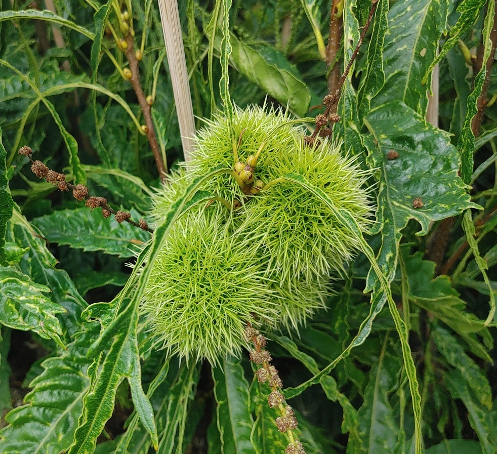 Esskastanie `Asplenifolia´ Castanea Sativa `Asplenifolia´ – Bild 2