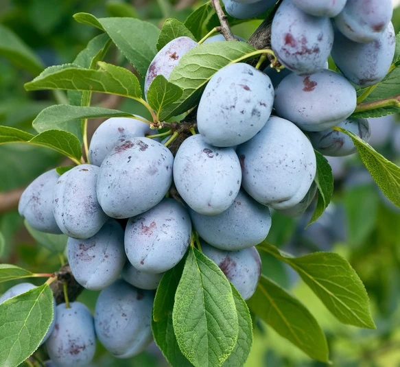 Bühler Frühzwetsche Prunus Domestica `Bühler Frühzwetsche´