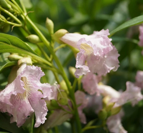 Sommerglocke / Baumoleander `Summer Bells´ Chitalpa Tashkentensis `Summer Bells´ – Bild 4