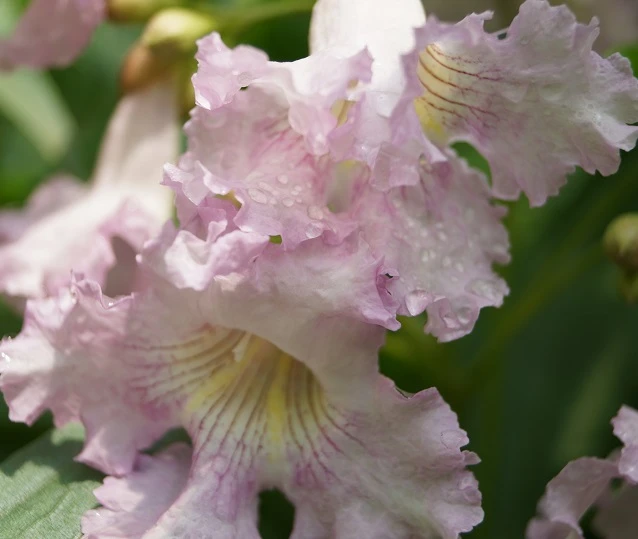 Sommerglocke / Baumoleander `Summer Bells´ Chitalpa Tashkentensis `Summer Bells´ – Bild 3