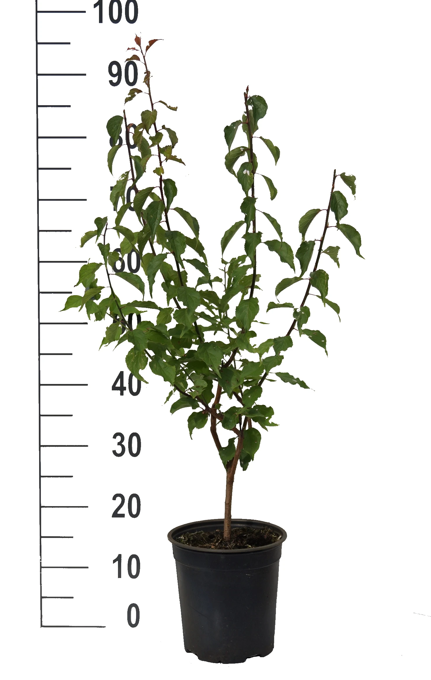 Japanische Zier-Aprikose `Beni-chi-dori´ Prunus Mume `Beni-chi-dori´ – Bild 4