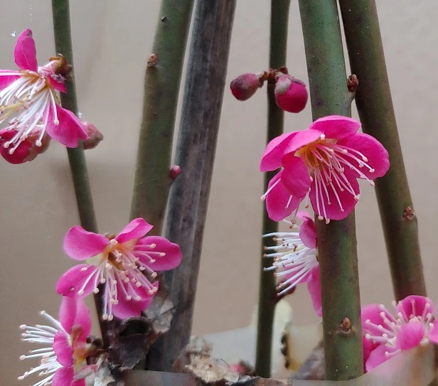 Japanische Zier-Aprikose `Beni-chi-dori´ Prunus Mume `Beni-chi-dori´ – Bild 3