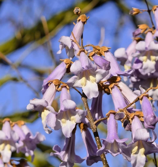 Blauglockenbaum / Kiri-Baum Paulownia Tomentosa