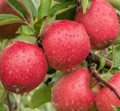 Braeburn Malus Domestica