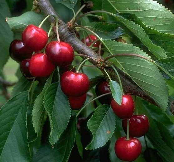 Burlat Prunus Avium `Burlat´