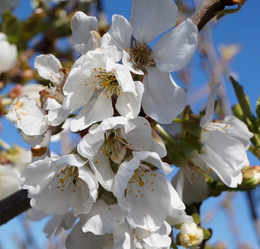 Burlat Prunus Avium `Burlat´ â Bild 2