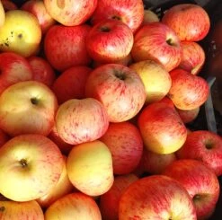 Dülmener Rosenapfel Malus Domestica