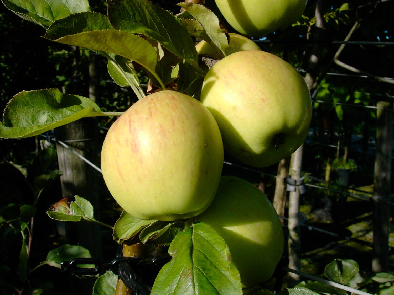 DĂźlmener Rosenapfel Malus Domestica â Bild 2