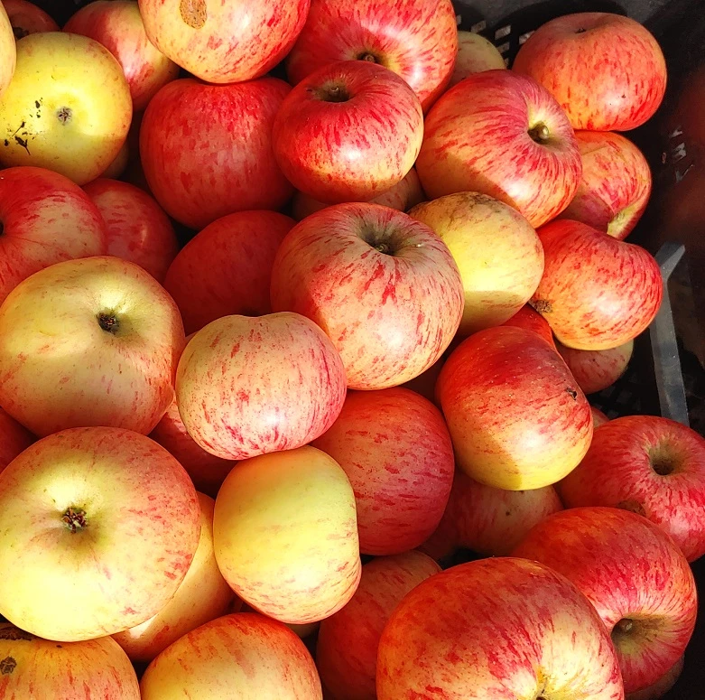 DĂźlmener Rosenapfel Malus Domestica