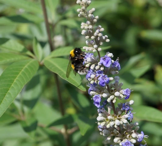 Mönchspfeffer Vitex Agnus Castus – Bild 4