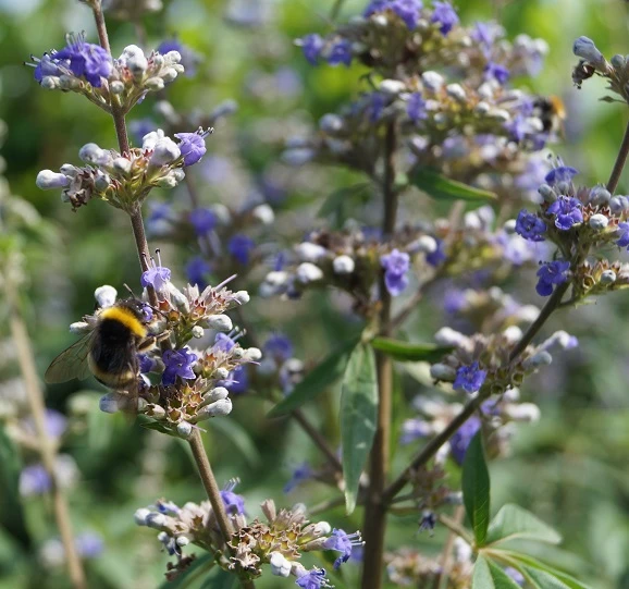 Mönchspfeffer Vitex Agnus Castus – Bild 8