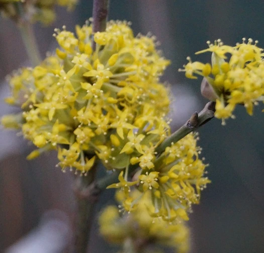 Großfrüchtige Kornelkirsche `Schönbrunner Gourmet Dirndl´ Cornus Mas `Schönbrunner Gourmetdirndl´ – Bild 4