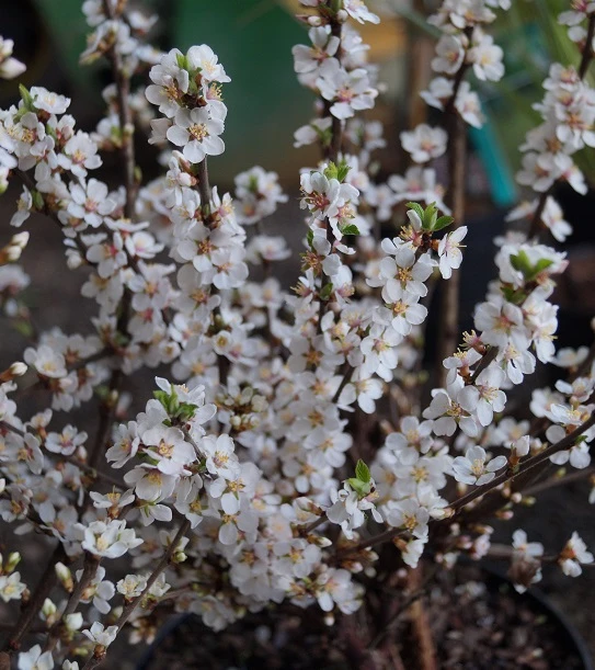 Nankingkirsche `Orient´ Prunus Tomentosa Orient â Bild 4