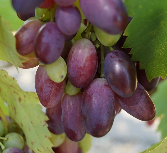 Weinrebe `Souvenir´ Vitis `Souvenir
