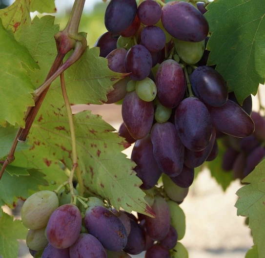 Weinrebe `Souvenir´ Vitis `Souvenir â Bild 2