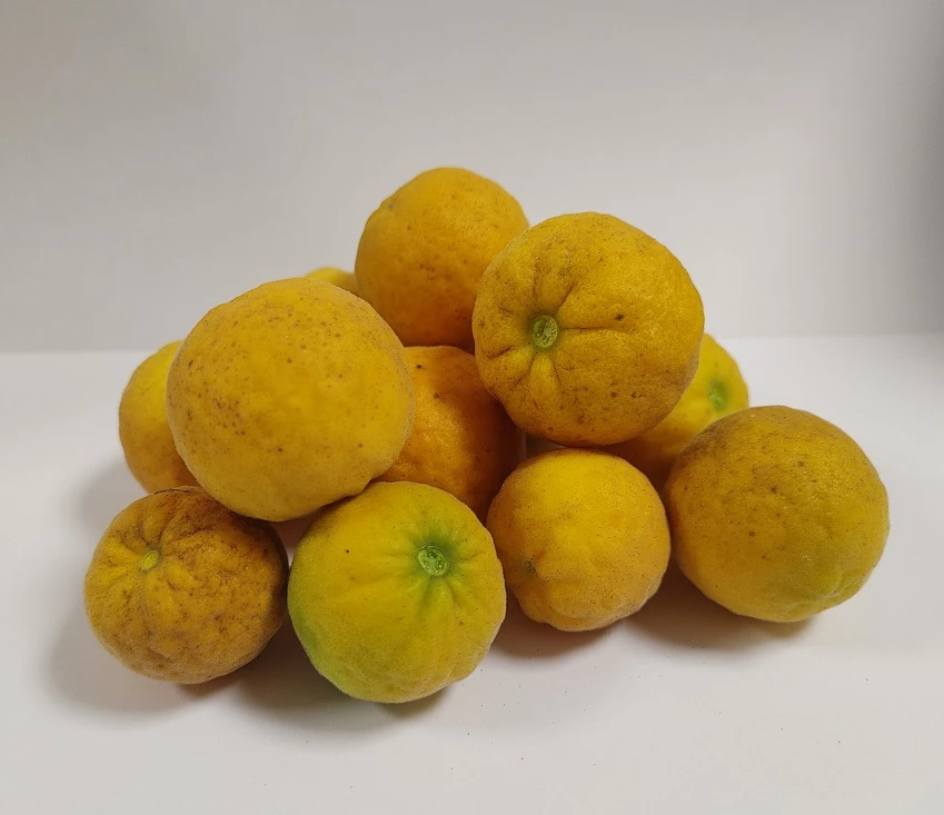 Dreiblättrige Orange Poncirus Trifoliata â Bild 2