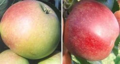 Duo-Apfelbaum `James Grieve´ & `Roter Boskoop´ Malus Domestica