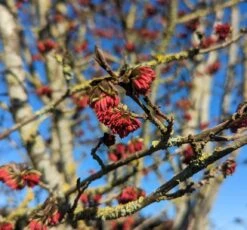 Eisenholzbaum Parrotia Persica