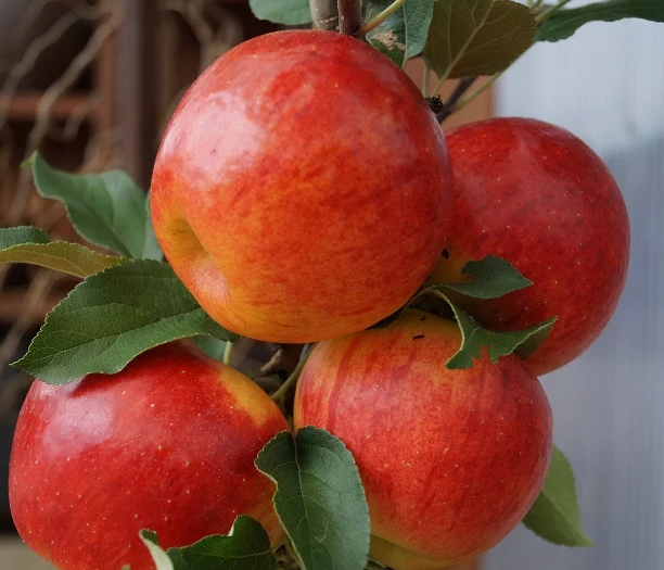 Elstar ® Malus Domestica – Bild 2