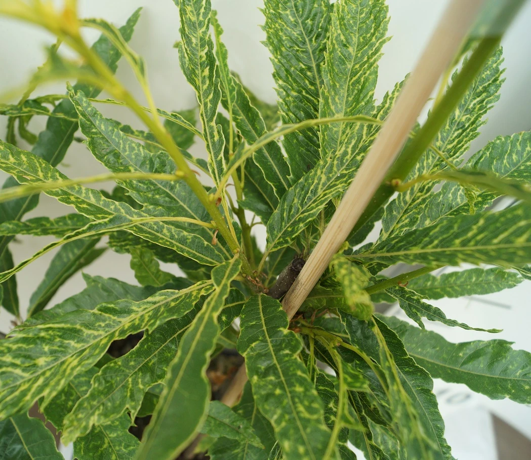 Esskastanie `Asplenifolia´ Castanea Sativa `Asplenifolia´ – Bild 3