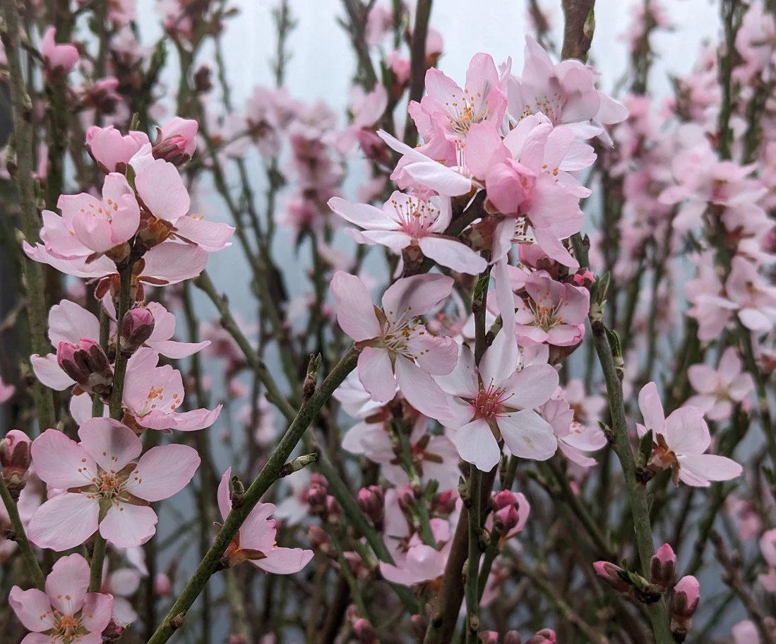 Zwerg-Fruchtmandel `Garden Prince´ Prunus `Zwerg-Fruchtmandel´