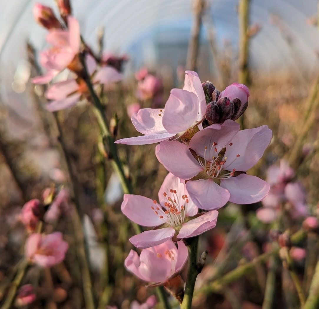 Zwerg-Fruchtmandel `Garden Prince´ Prunus `Zwerg-Fruchtmandel´ – Bild 4