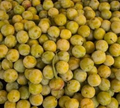 Oullins Reneklode Prunus Domestica Subsp. Italica `Oullins´