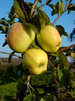 Weißer Winterglockenapfel Malus Domestica