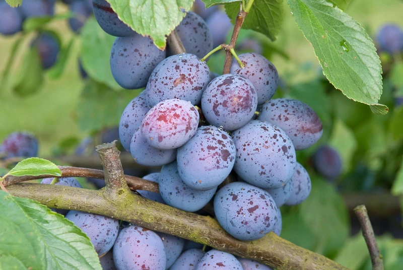 Hanita ® Prunus Domestica `Hanita – Bild 5