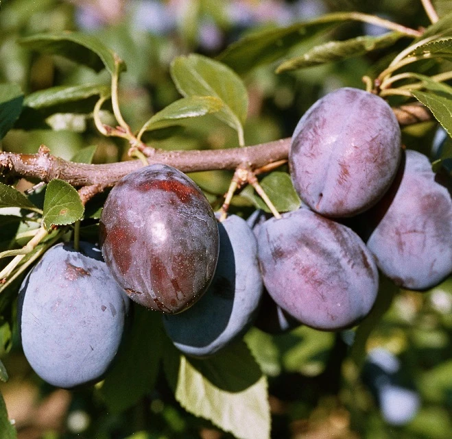 Hanita ® Prunus Domestica `Hanita – Bild 2