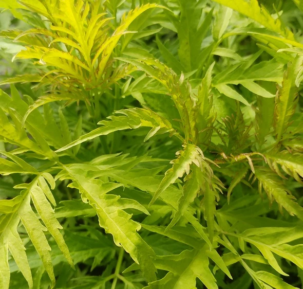 Trauben-Holunder `Golden Lace´ Sambucus Racemosa `Golden Lace´