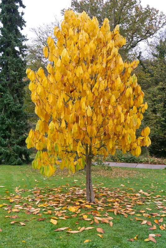 Veredelte Indianerbanane (Paw Paw) `Prima 1216´ (40-60cm) Asimina Triloba `Prima 1216´ – Bild 5