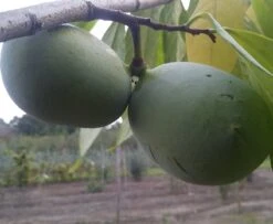 Veredelte Indianerbanane (Paw Paw) `Shenandoah®´ Asimina Triloba `Shenandoah´