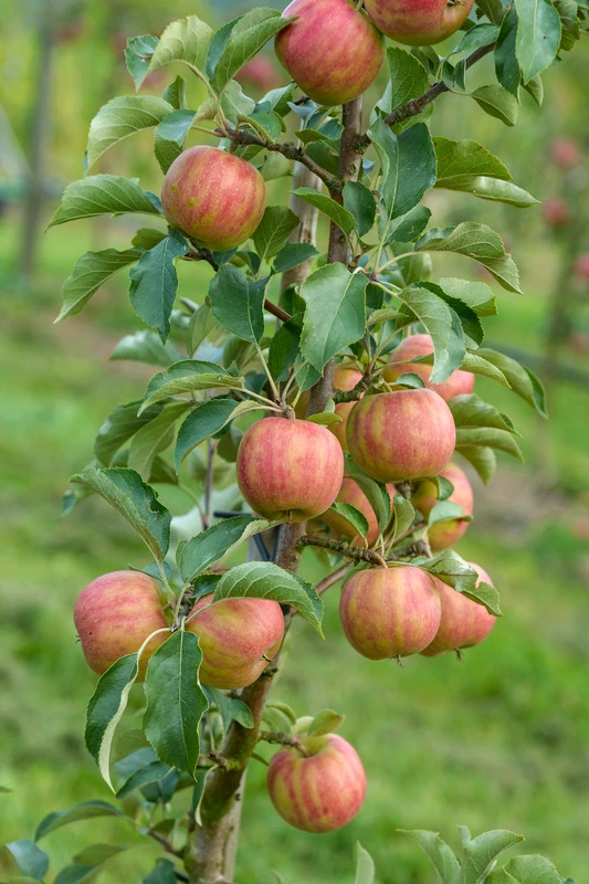 Karneval Ⓢ Malus Domestica `Karneval´ – Bild 2