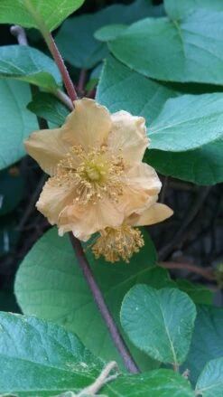 Kiwi `Tomuri´ (männlich) Actinidia Chinensis `Tomuri