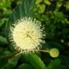 Knopfbusch Cephalanthus Occidentalis