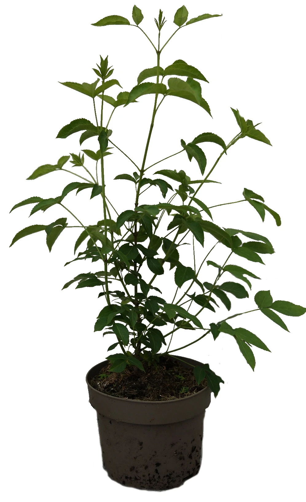 Kolchische Pimpernuss Staphylea Colchica â Bild 4