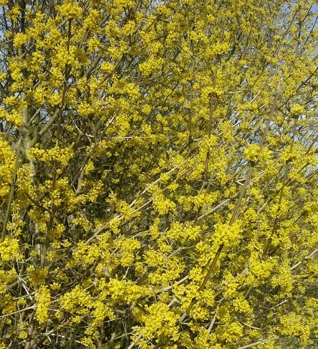 Großfrüchtige Kornelkirsche `Schönbrunner Gourmet Dirndl´ Cornus Mas `Schönbrunner Gourmetdirndl´ – Bild 3