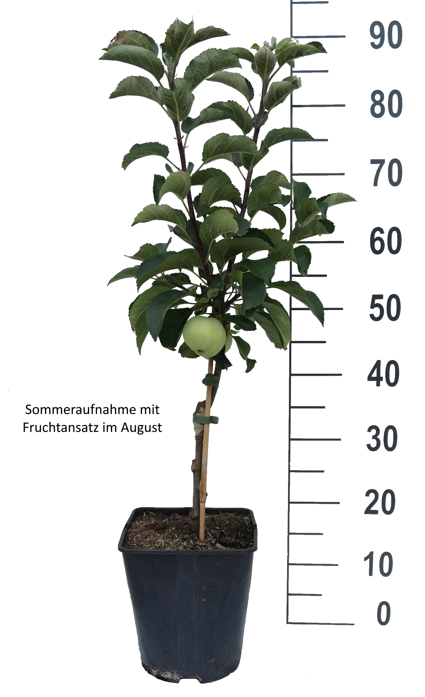 Zwergapfel Maloni® `Lilly´® Malus Domestica `Lilly´ – Bild 3