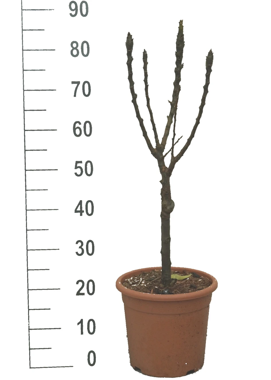 Zwergbirne `Luisa´ Pyrus Communis `Luisa´ – Bild 2