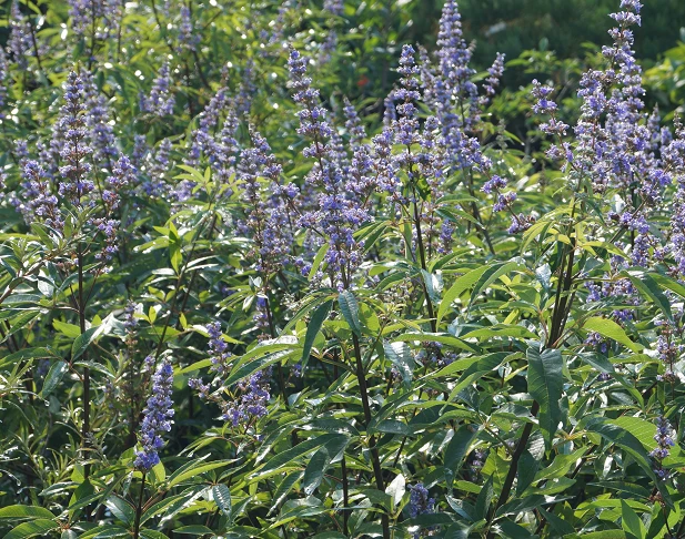 Mönchspfeffer Vitex Agnus Castus – Bild 6