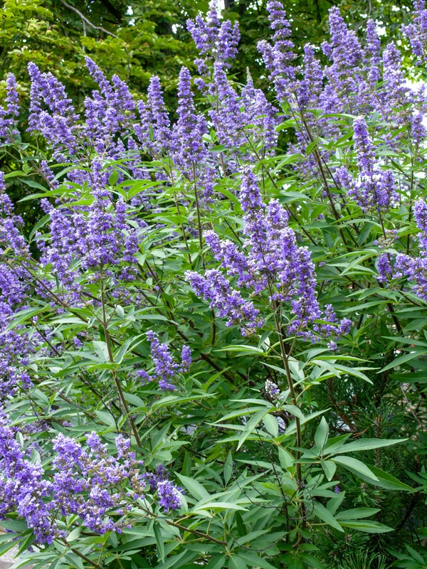 Mönchspfeffer Vitex Agnus Castus – Bild 2