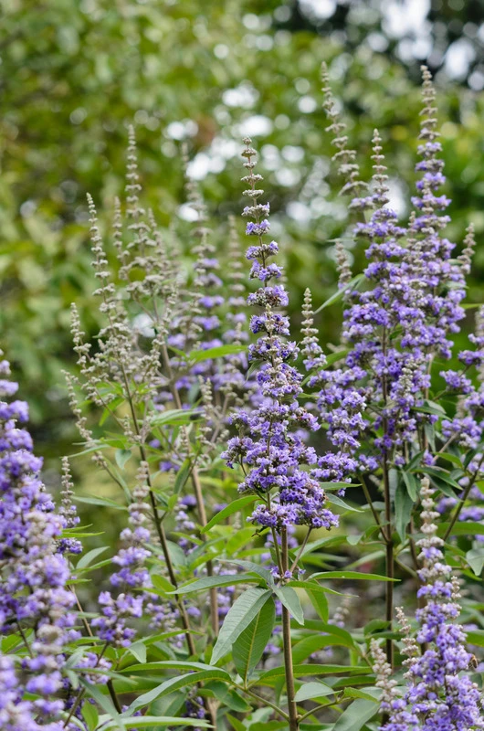 Mönchspfeffer Vitex Agnus Castus – Bild 9