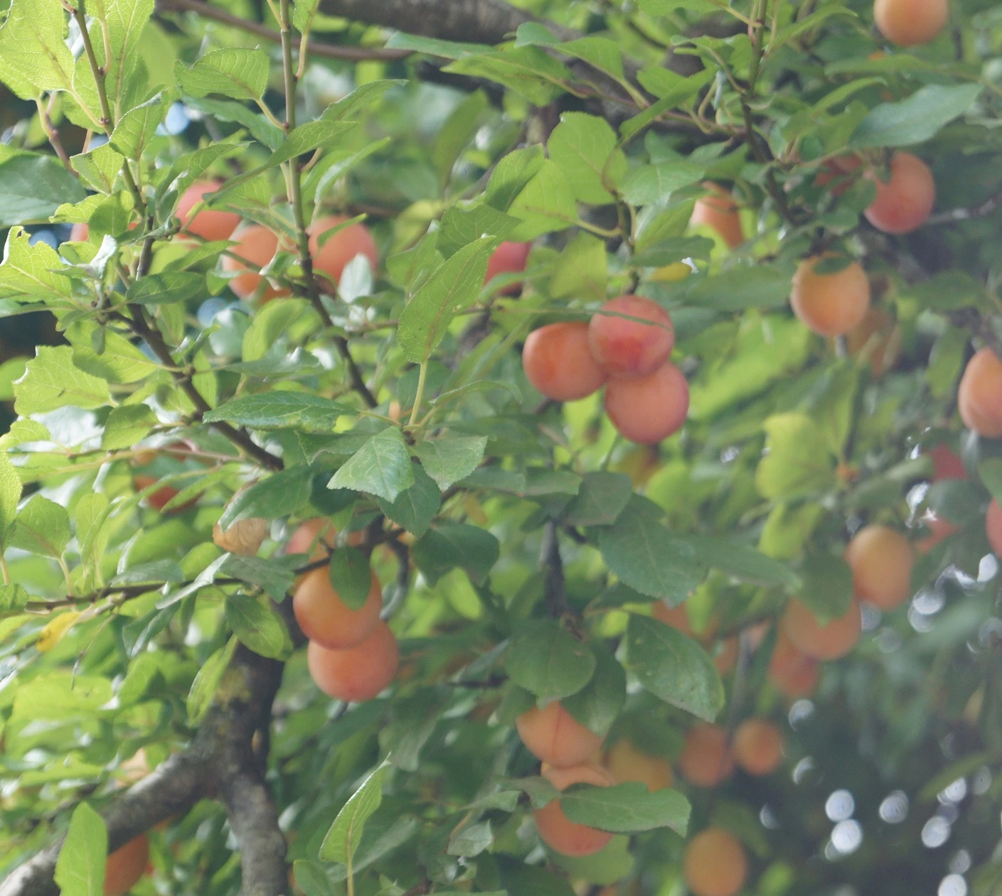 MilankaⓇ Bunte Kirschpflaume Prunus Cerasifera `Milanka´ – Bild 3