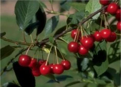 Morina Ž Prunus Cerasus `Morina´