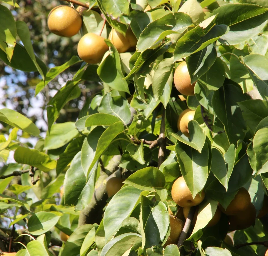 Nashi `Naddel Pear´ (Halbstamm Wurzelnackt) Pyrus Pyrifolia